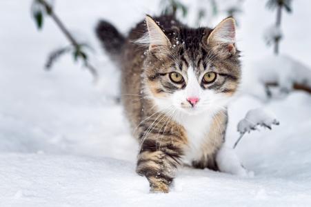 猫，蓬松，枪口，看，雪，冬天，性质，动物