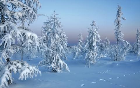 冬天，雪，云杉，树木，针叶树，树木，冰雪覆盖