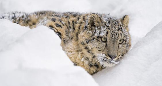 雪豹，豹，雪豹，野猫，捕食者，枪口，说谎，雪