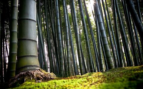 森林，竹子