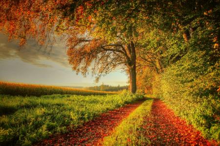 日落，秋季，场，树木，路，景观