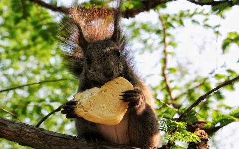 松鼠，在树上，面包