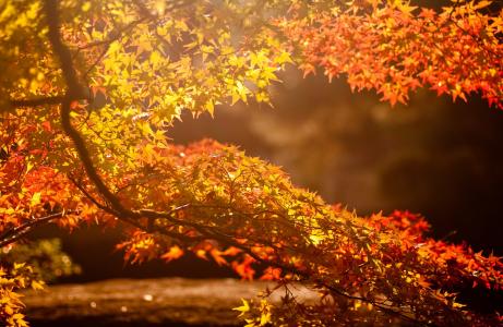 叶子，太阳，秋天，光，树，分支机构