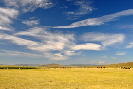 乌兰巴托，蒙古，田野，天空，马匹，风景
