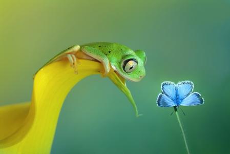好奇心，蝴蝶，青蛙