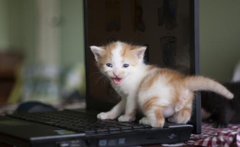 小猫，婴儿，笔记本电脑，笔记本电脑