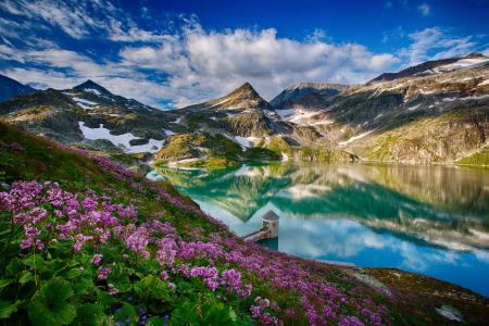 Weissee冰川，奥地利，奥地利，高山，湖泊，鲜花，景观