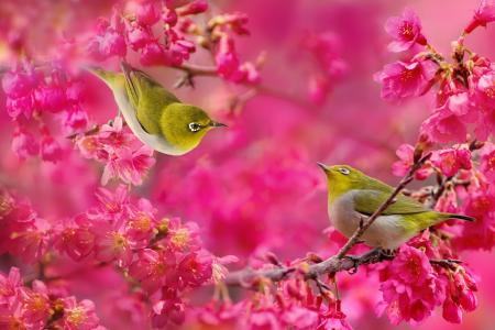日本白眼，鸟，夫妇，樱花，樱桃，开花，花，枝杈