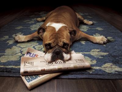 牛头犬，谎言，报纸