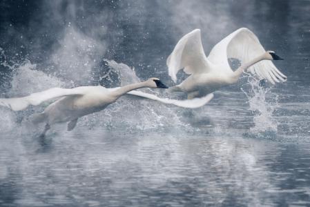 天鹅，鸟，夫妇，起飞，翅膀，水，喷雾