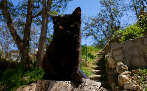 黑猫，性质