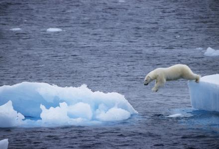 北极熊，北极熊，浮冰，飞跃，海洋，北极