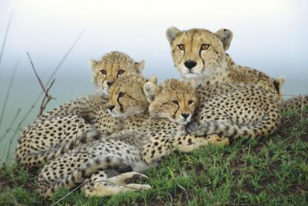 猎豹，母亲，幼崽，家庭