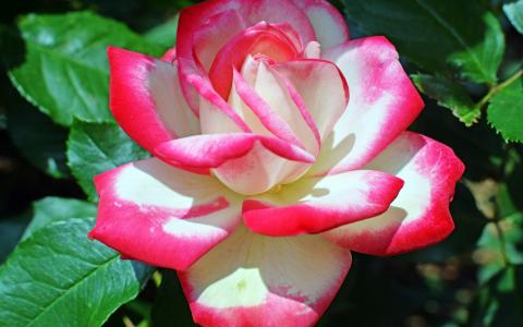 白色，玫瑰，与，粉红色，边缘，宏观