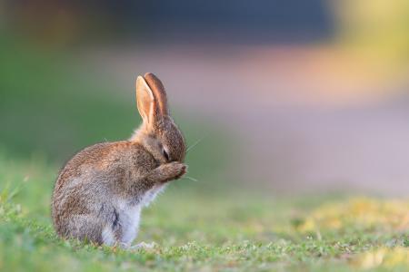 夏天，草，早晨，野兔