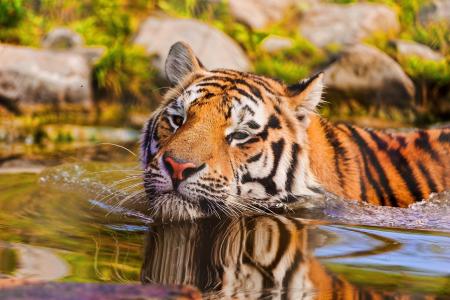 老虎，水，游泳