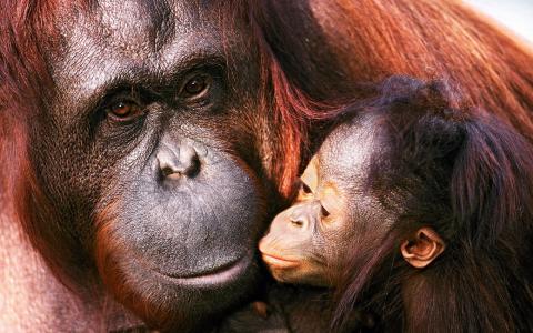 猩猩，家庭，母亲和小牛，猩猩，动物，宝宝