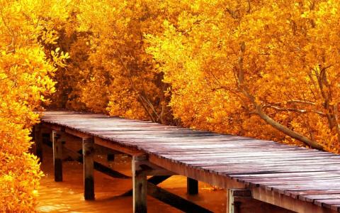 秋天，金色，河，桥