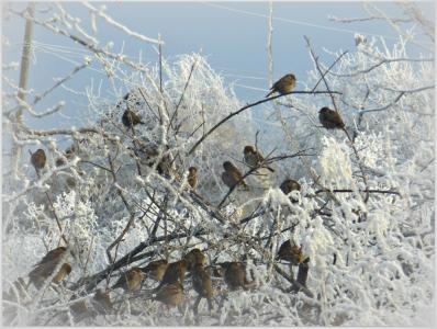 冬天，霜，树，树枝，白霜，麻雀，羊群，会议