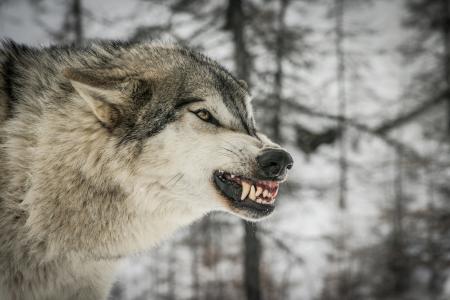 狼，捕食者，枪口，微笑，威胁，愤怒，愤怒，f牙