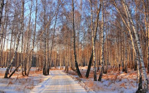 冬天，树木，桦树，格罗夫，森林，雪，路