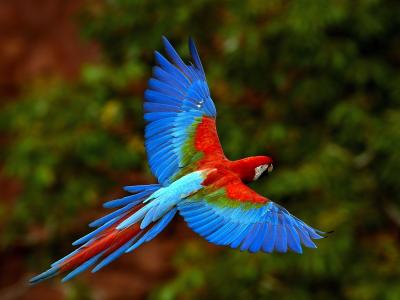 鹦鹉，苍蝇，红色，蓝色