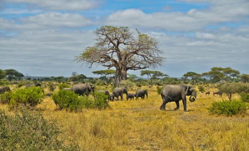 非洲，畜群，大象，稀树草原，居民