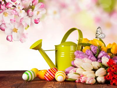 复活节，鸡蛋，krashenki，喷壶，鲜花，郁金香，科，苹果，开花，蝴蝶
