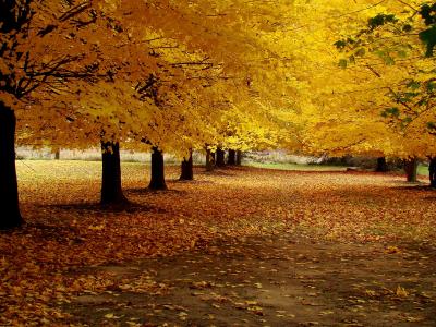 叶子，黄色，胡同，路，秋天