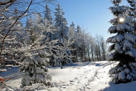 冬天，雪，树，云杉，性质