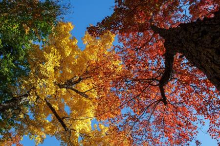 树，冠，叶子，秋天，颜色，明亮，天空