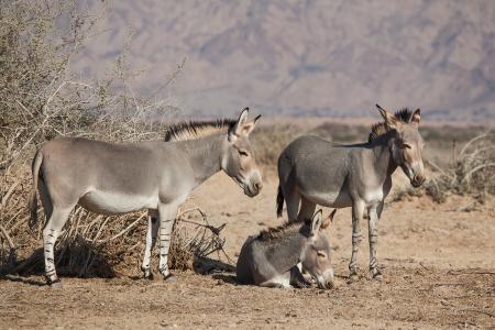沙漠，以色列，驴，三重奏，索马里野驴