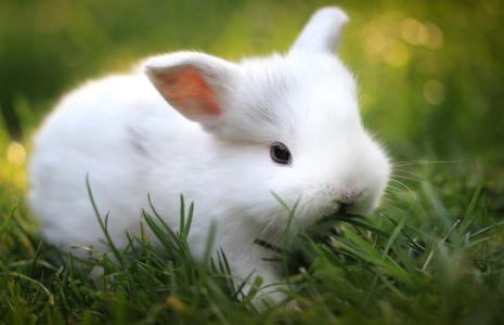 兔子，模糊，草，绿党