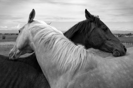 马，马，黑与白，友谊，柔情