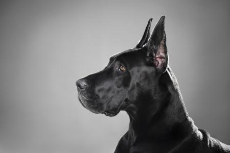 黑色，德国獒犬，狗，品种