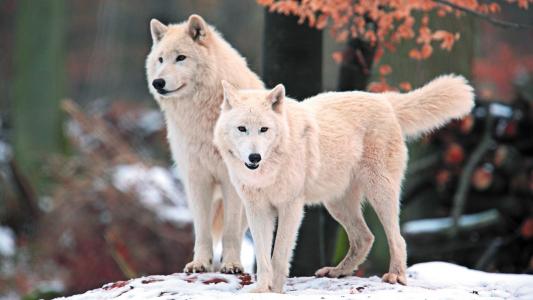 白色，捕食者，北极，狼