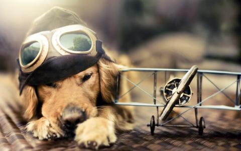 狗，飞行员，从另一个生活