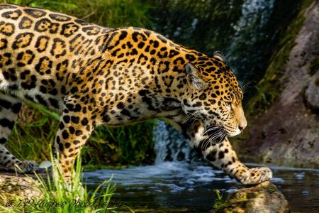 捷豹，野猫，捕食者，斑点，小溪，散步