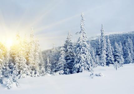 北，雪，冷杉，冬天，冬天，树，太阳，松树，太阳