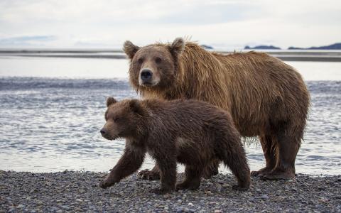 Hallo Bay Bear Camp，卡特迈国家公园，阿拉斯加，卡特迈国家公园，阿拉斯加，棕熊，熊，小熊，熊