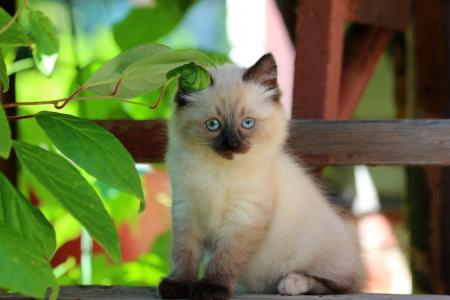 夏天，小猫，蓝眼睛