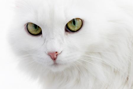 蓬松，安哥拉猫，白色的猫