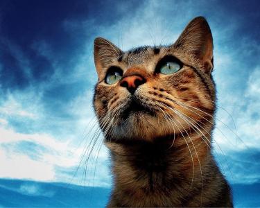 猫，梦想家，天空，眼睛