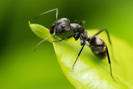 蚂蚁，绿色背景，叶