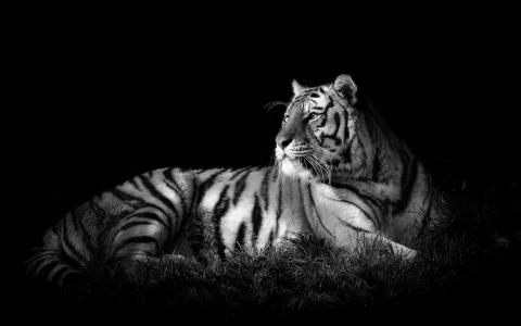 老虎，捕食者，黑色和白色