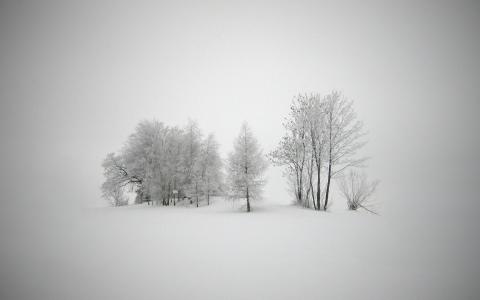 白色背景，树木
