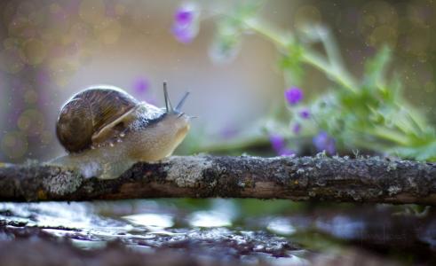 蜗牛，分支，水，宏观