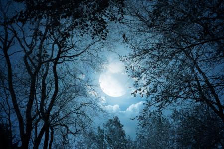 月光，夜晚，树，自然，景观，云，月亮，月光，月亮，夜，树，自然，景观，云