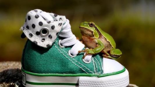 绿色，青蛙，儿童，运动鞋