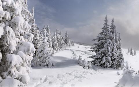 冬季景观，在雪中的冷杉，雪，枞树，冬季，景观，冬季